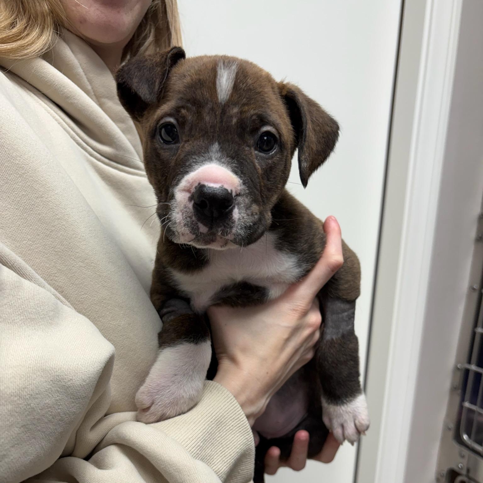 Lucy, Adoptable, Puppy Female Mixed Breed.