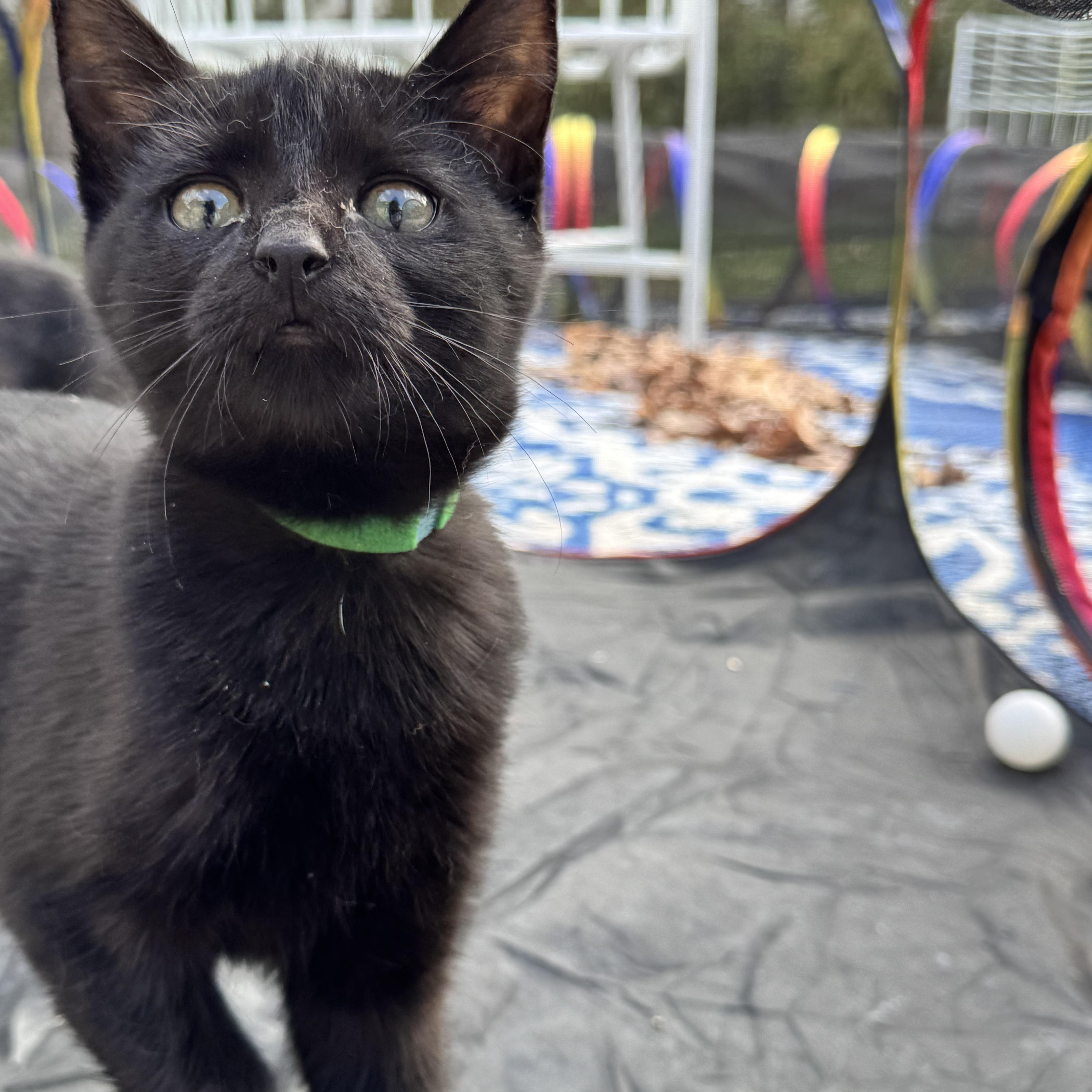 Greenie, Adoptable, Kitten Female Domestic Short Hair.