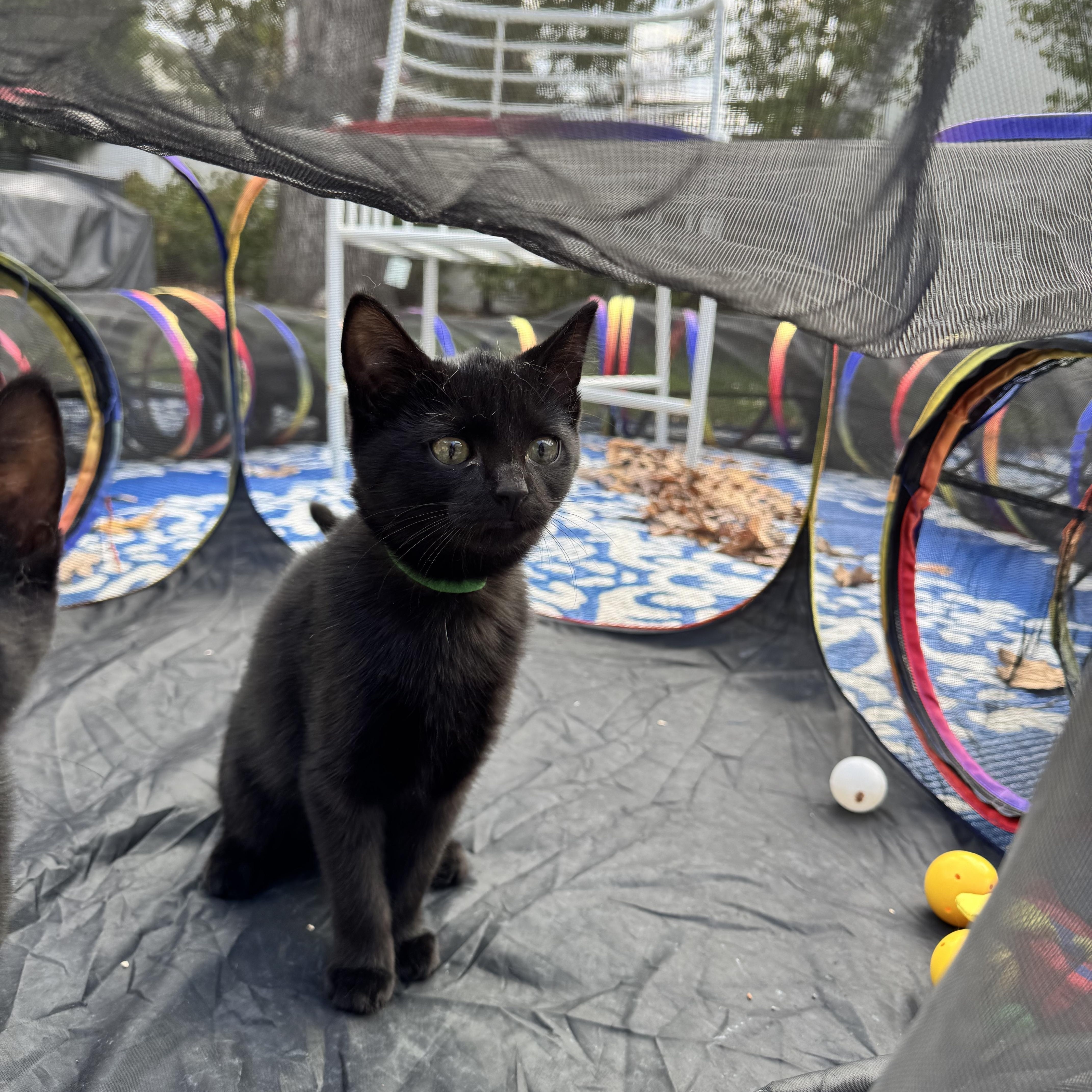 Enlarge Greenie, a Adoptable Domestic Short Hair in Asbury Park, NJ image 2/4