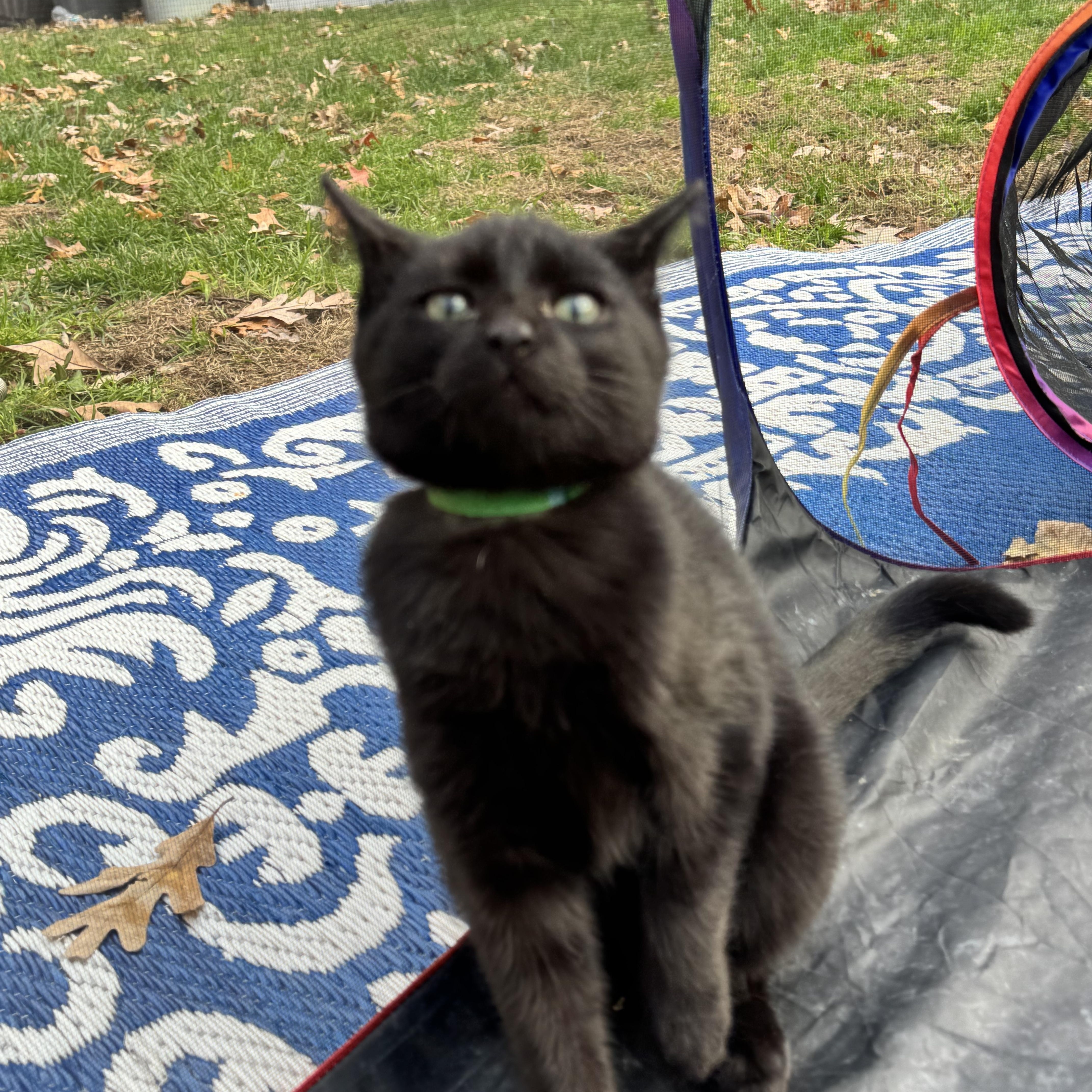 Enlarge Greenie, a Adoptable Domestic Short Hair in Asbury Park, NJ image 3/4