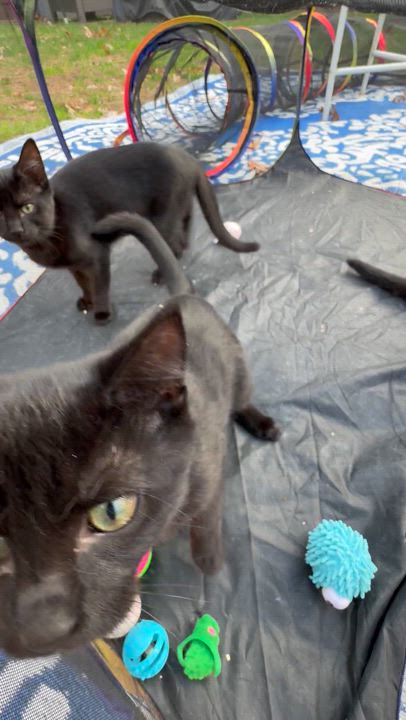 Enlarge Greenie, a Adoptable Domestic Short Hair in Asbury Park, NJ video 4/4