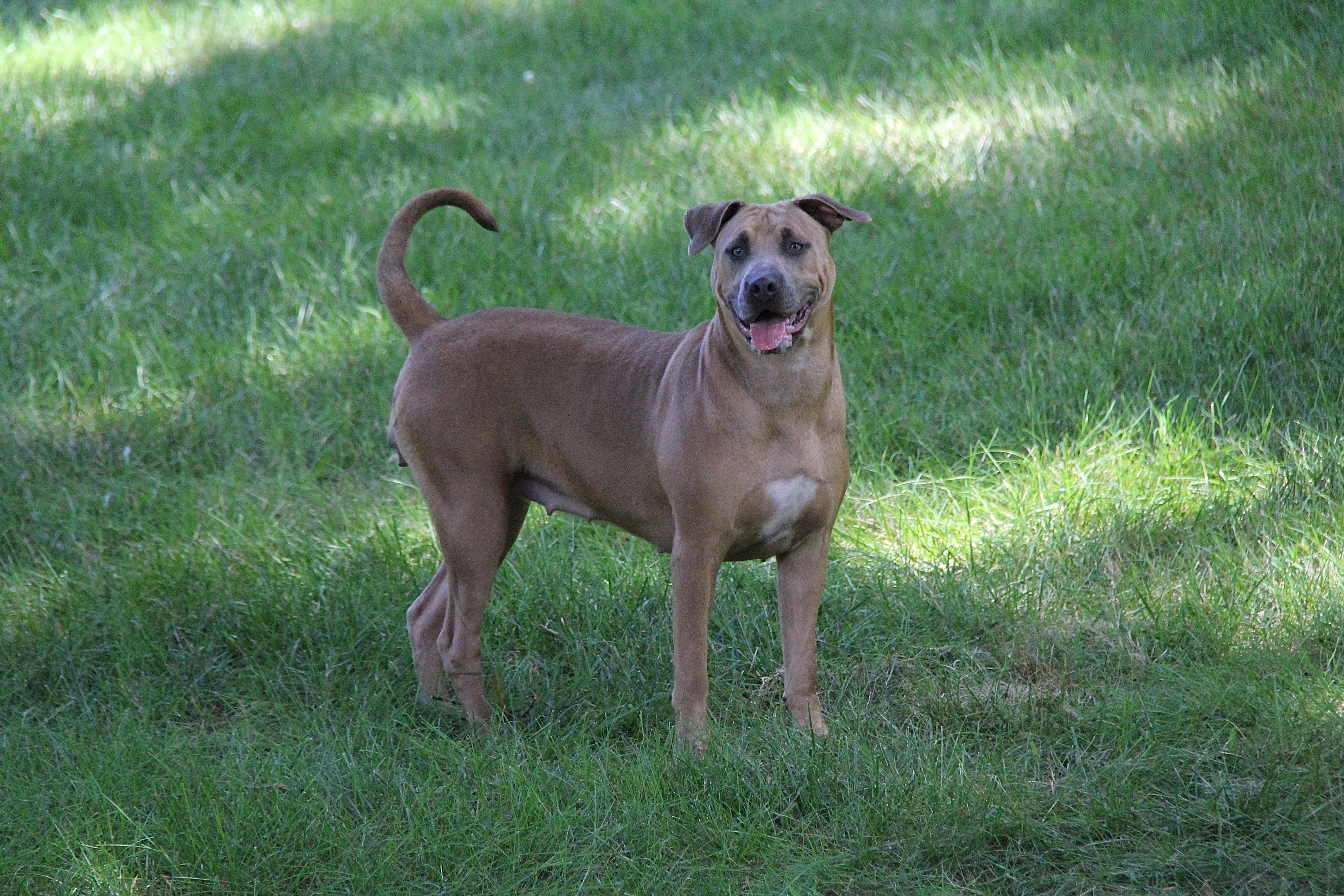 Enlarge Penny, a Adoptable mixed breed in Monroe, NC image 3/4