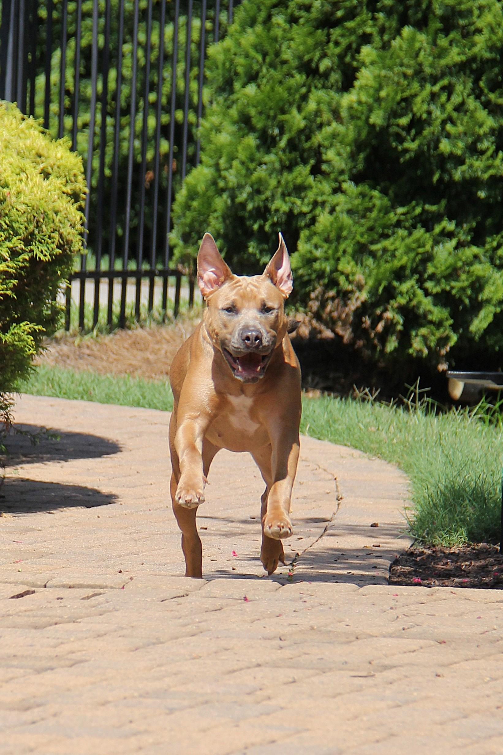 Enlarge Penny, a Adoptable mixed breed in Monroe, NC image 4/4