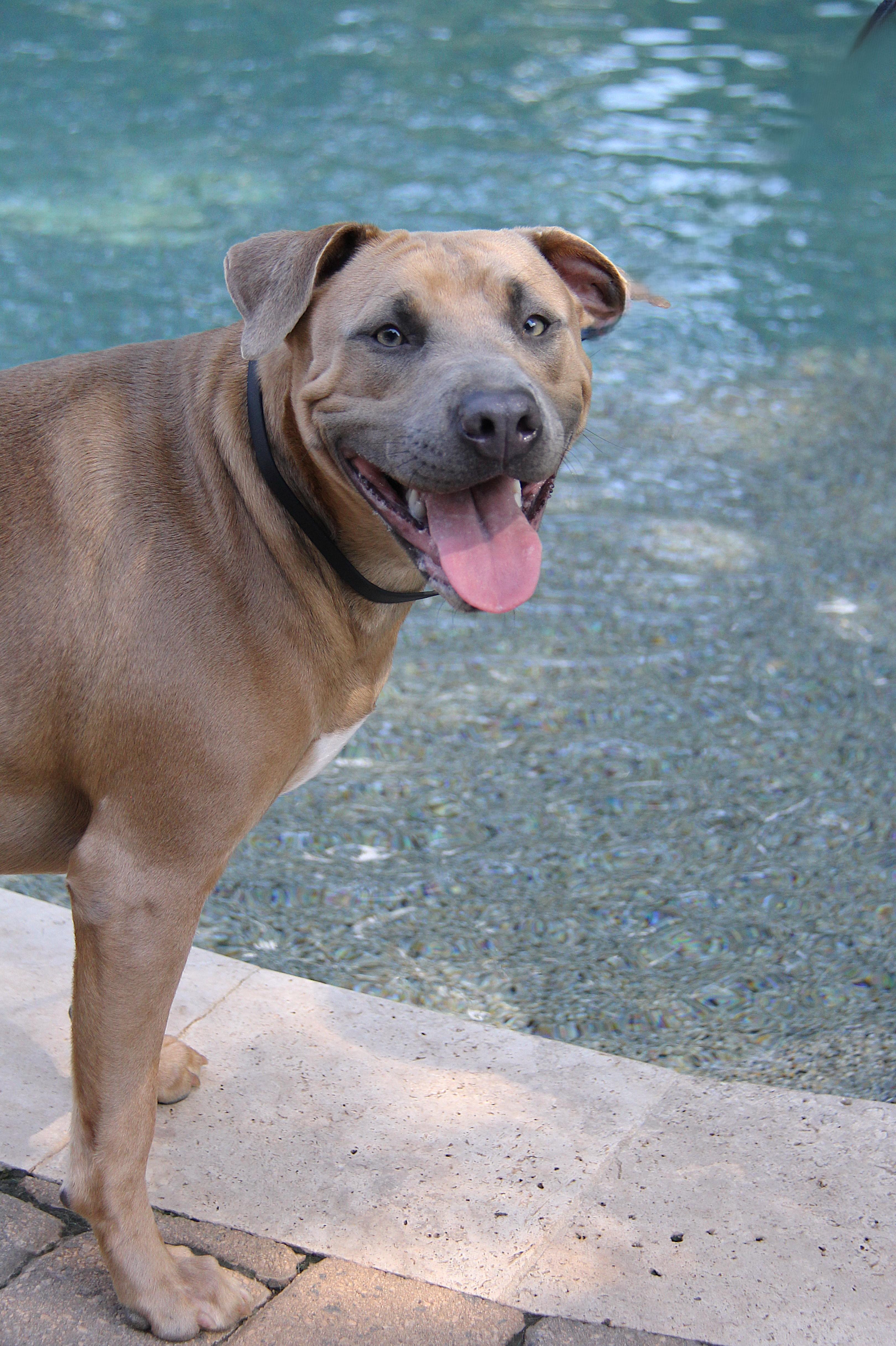 Penny, Adoptable, Young Female Weimaraner.