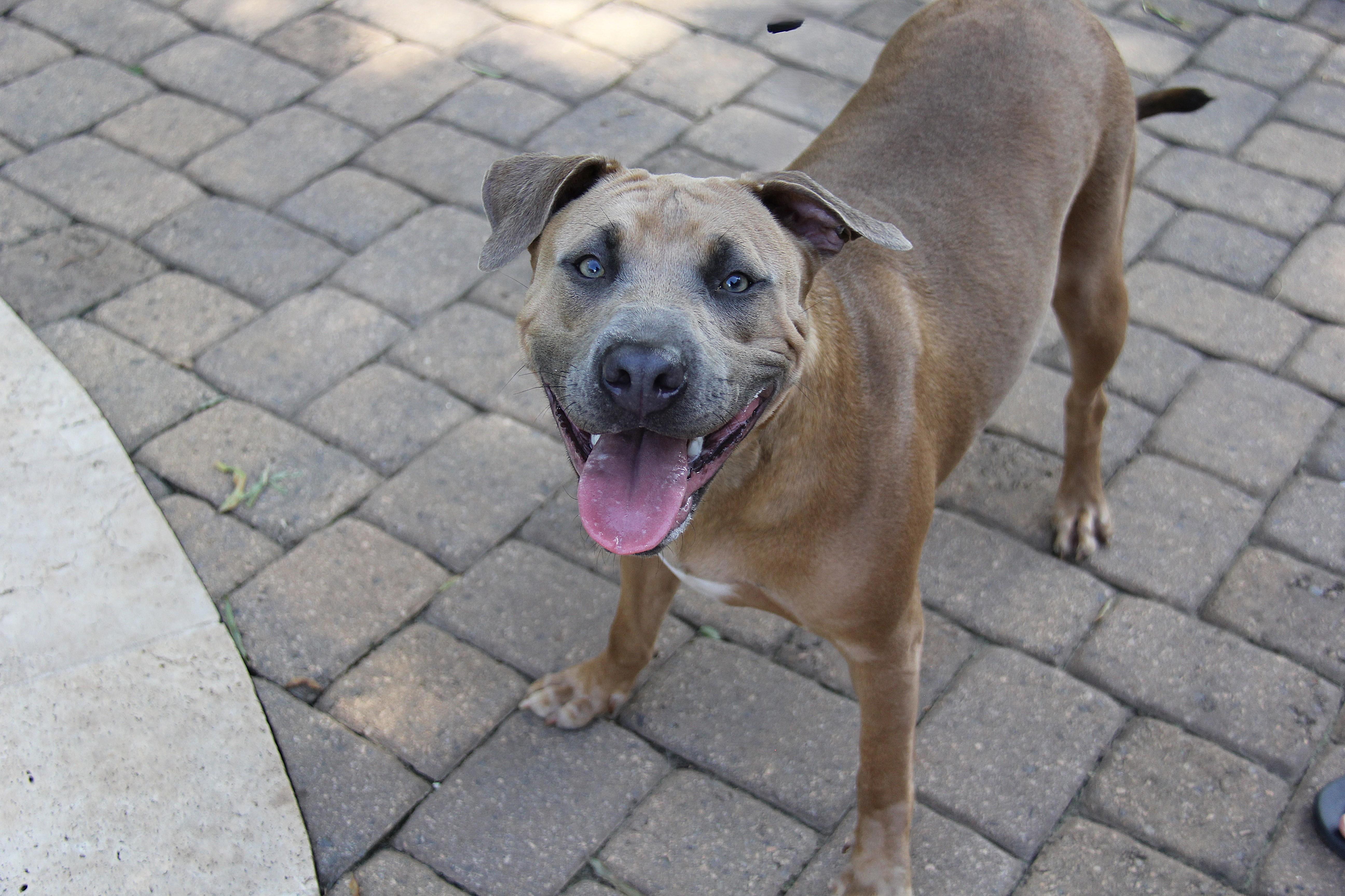 Enlarge Penny, a Adoptable mixed breed in Monroe, NC image 2/4