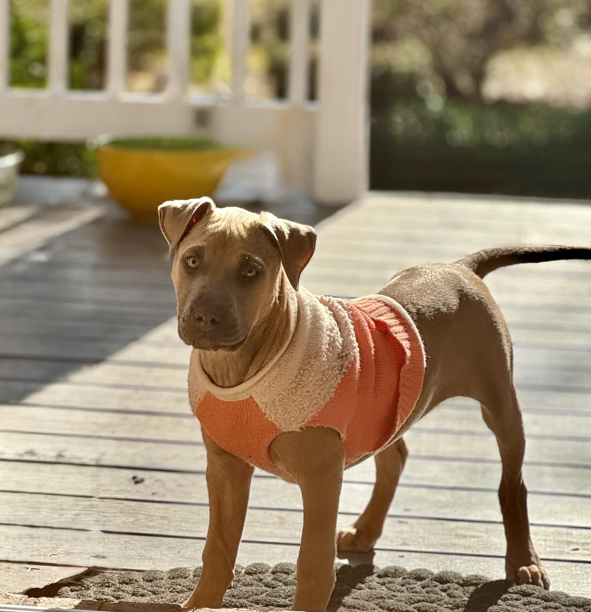 Penny, Adoptable, Puppy Female Weimaraner.