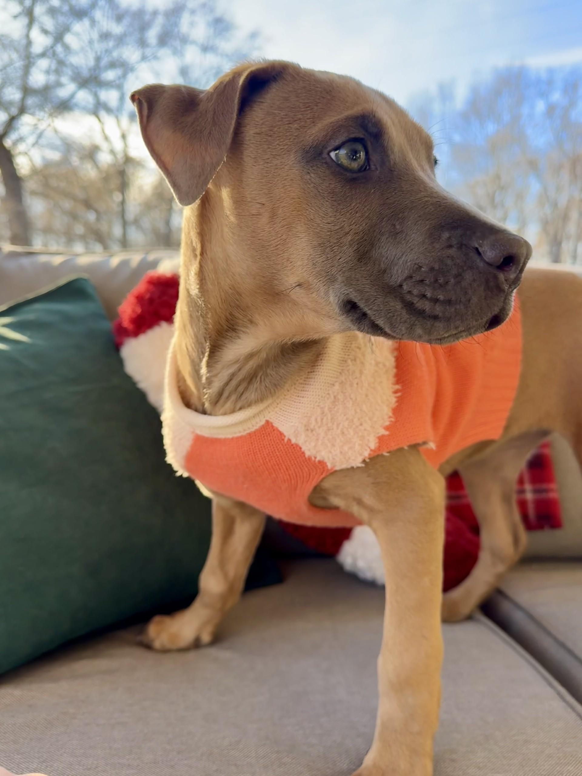 Enlarge Penny, a Adoptable mixed breed in Monroe, NC image 2/3