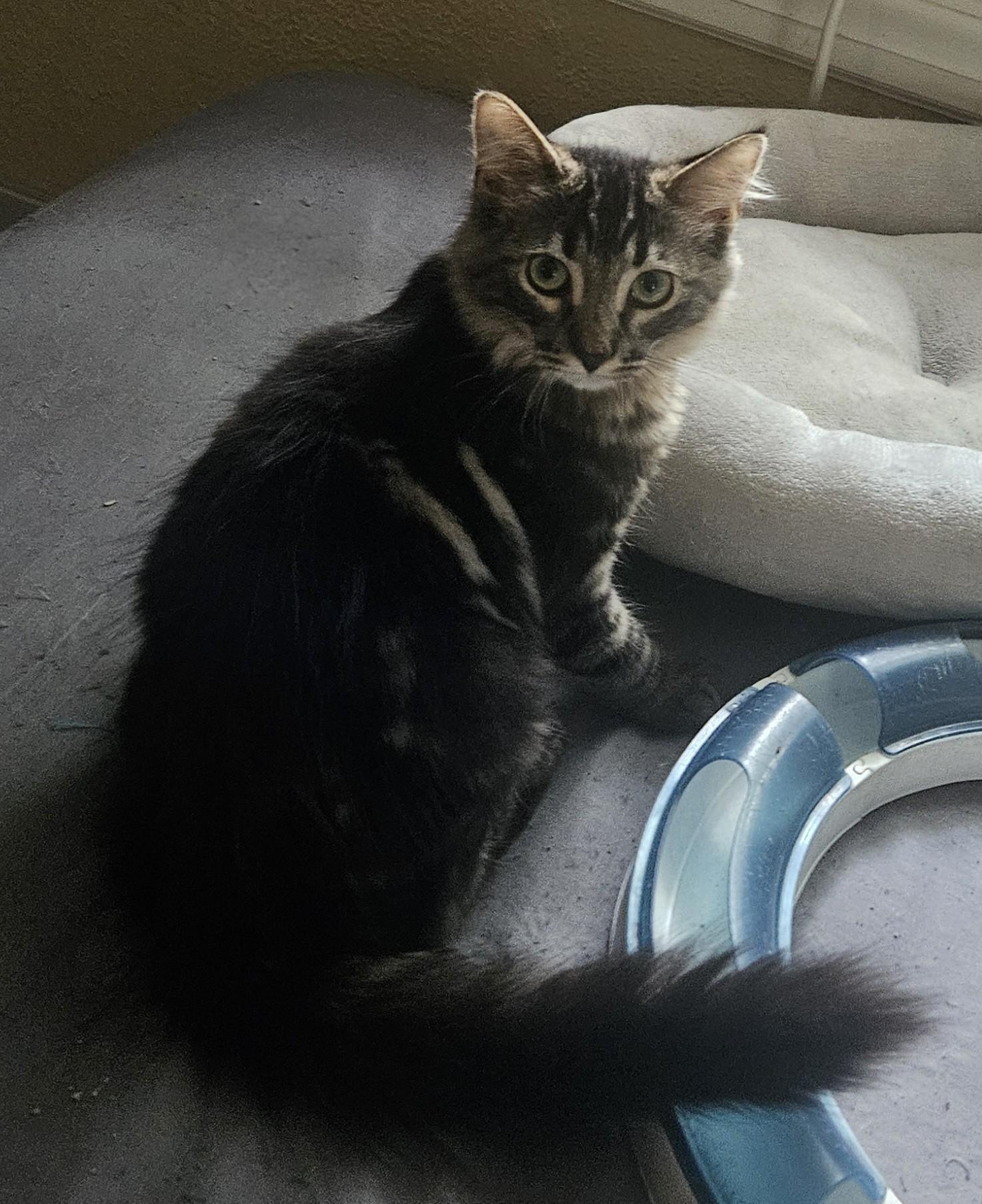 Enlarge BUBBLES, a Adoptable Domestic Short Hair in Merrionette Park, IL image 2/2