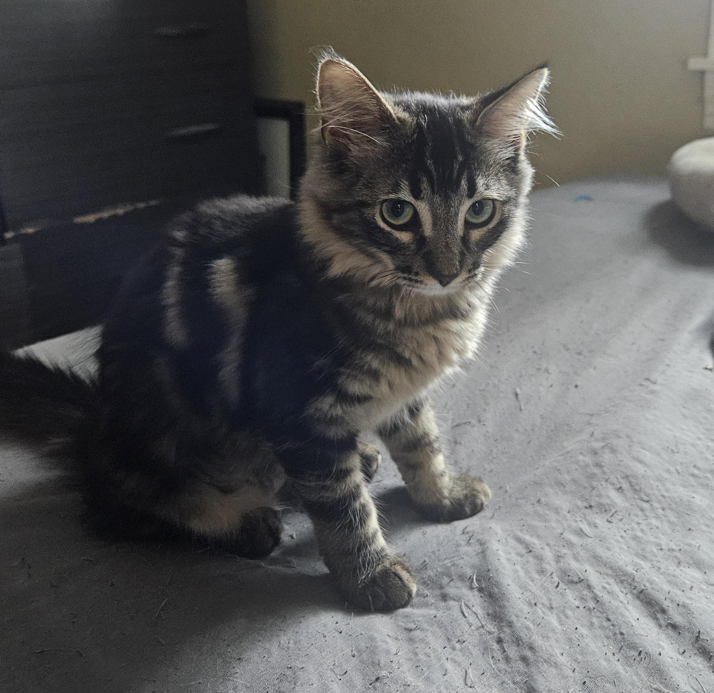 BUBBLES, ADOPTABLE, Young Female Domestic Short Hair.