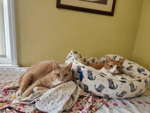 Enlarge Murray, a ADOPTABLE Domestic Short Hair in Watchung, NJ image 2/2