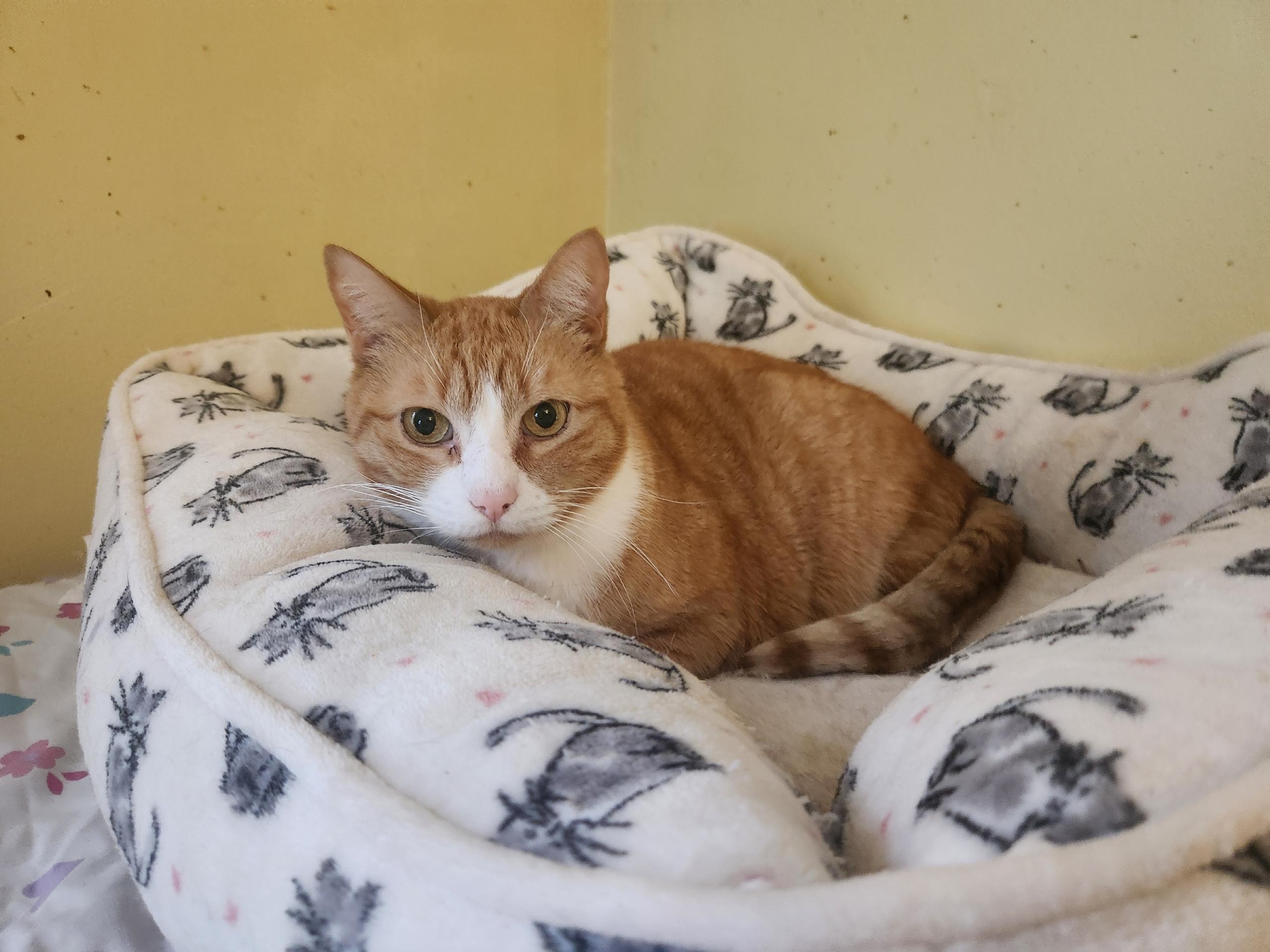 Enlarge Murray, a ADOPTABLE Domestic Short Hair in Watchung, NJ image 1/2