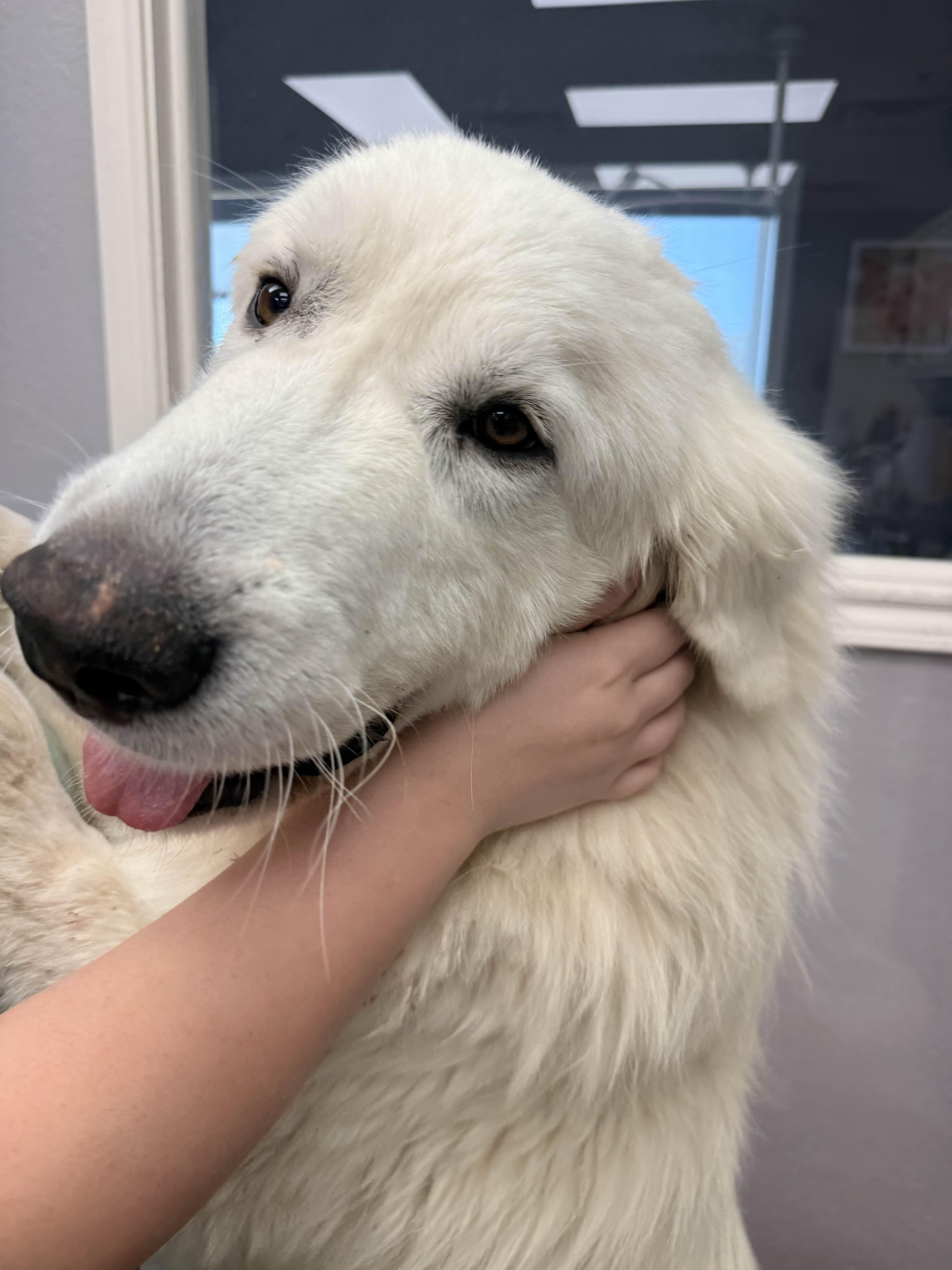 Memphis DFW, Adoptable, Adult Male Great Pyrenees.