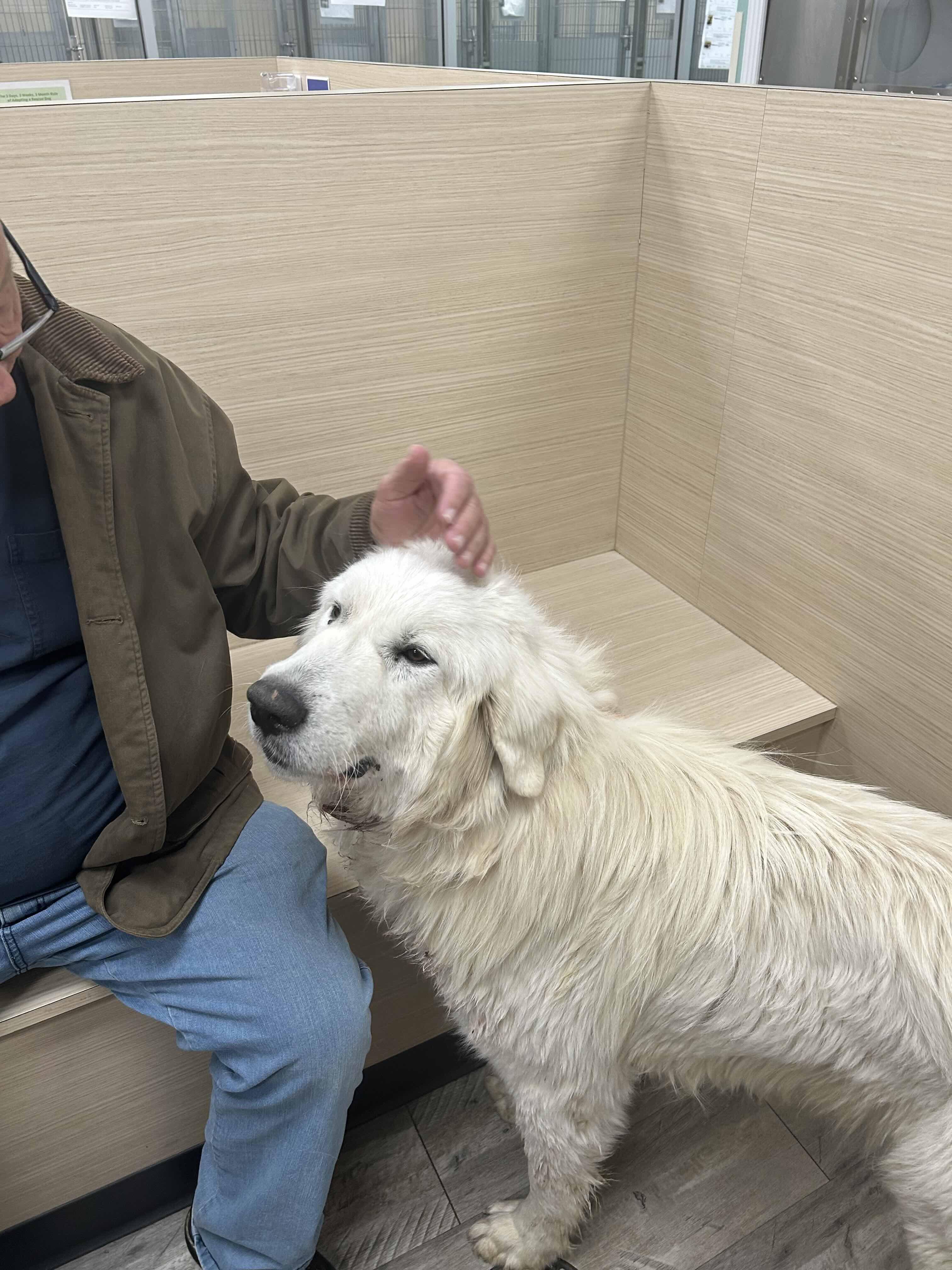Memphis DFW, a Adoptable Great Pyrenees in Quinlan, TX image 2/3