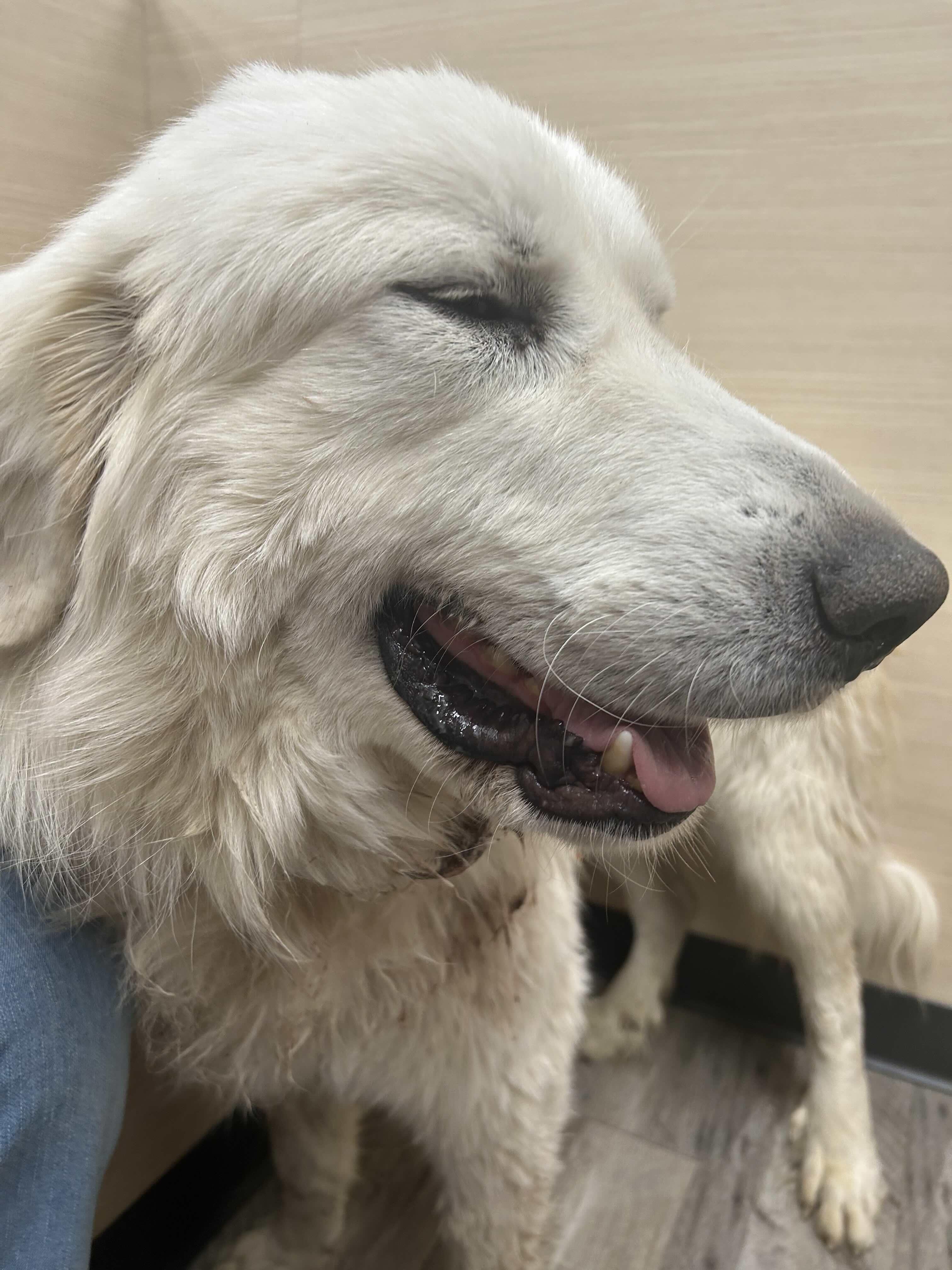 Memphis DFW, a Adoptable Great Pyrenees in Quinlan, TX image 3/3