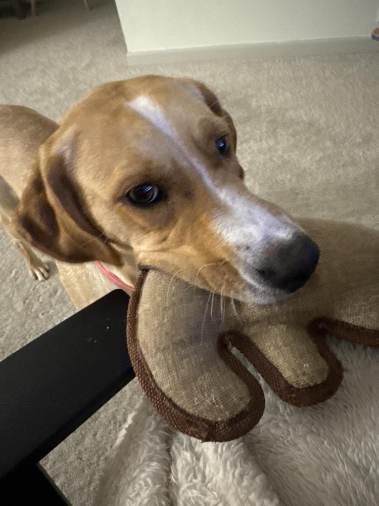 Fox (Woodland Creatures Litter Mom), Adoptable, Adult Female Labrador Retriever & Hound.