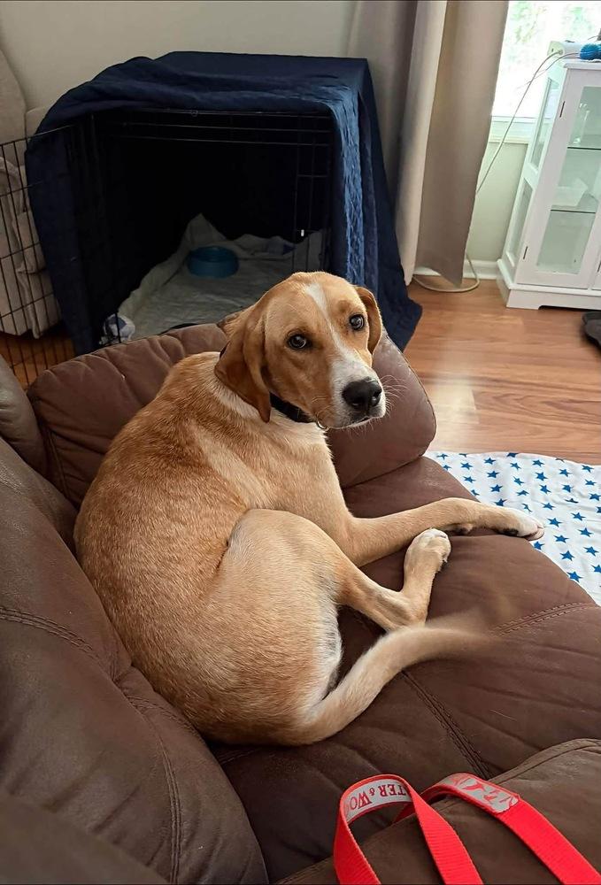 Enlarge Fox (Woodland Creatures Litter Mom), a Adoptable mixed breed in New Albany, OH image 2/5