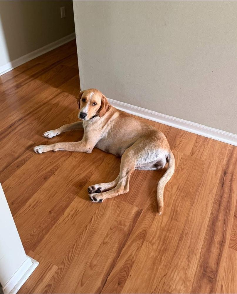 Enlarge Fox (Woodland Creatures Litter Mom), a Adoptable mixed breed in New Albany, OH image 3/5