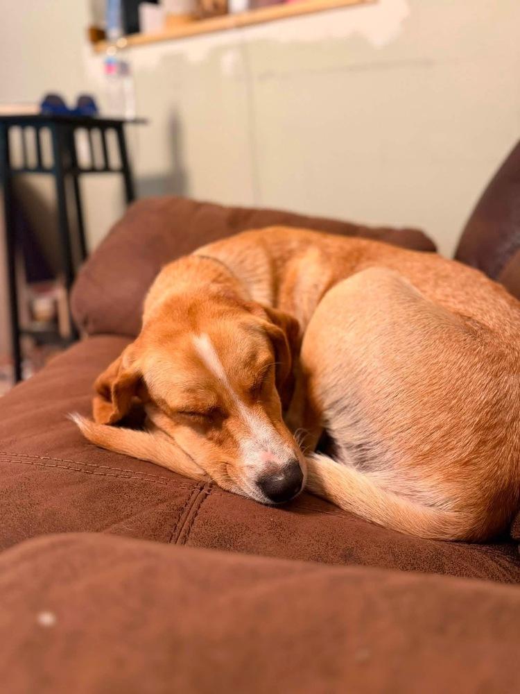 Enlarge Fox (Woodland Creatures Litter Mom), a Adoptable mixed breed in New Albany, OH image 4/5