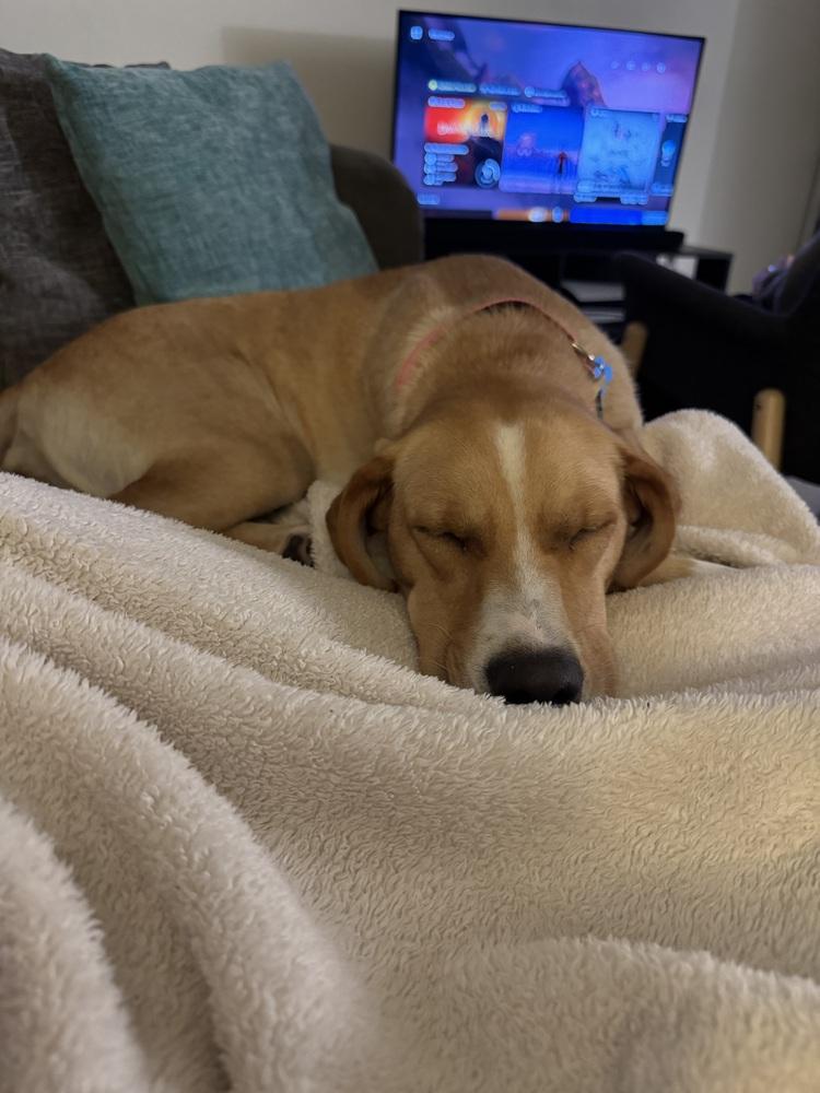 Enlarge Fox (Woodland Creatures Litter Mom), a Adoptable mixed breed in New Albany, OH image 5/5