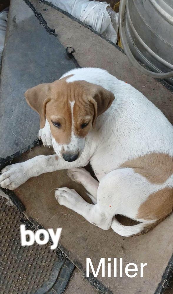 Miller ⛰️, Adoptable, Puppy Male Labrador Retriever.