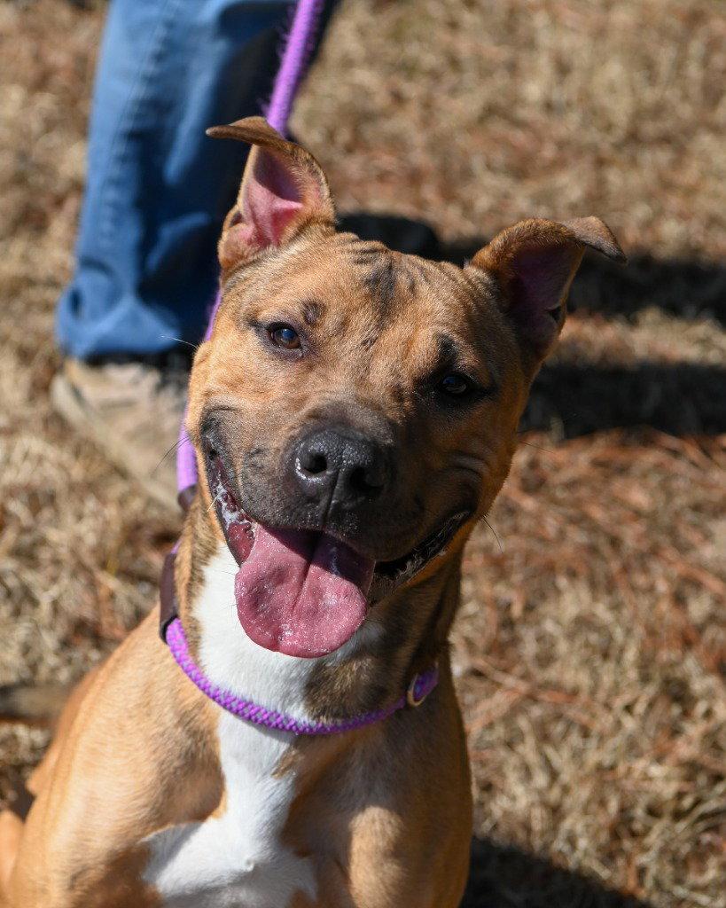 Enlarge DA 45 Keylo, a Adoptable mixed breed in Glen Allen, VA image 1/3