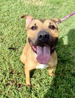 Enlarge DA 45 Keylo, a Adoptable mixed breed in Glen Allen, VA image 1/3