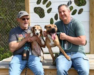 DA 45 Keylo, Adoptable, Adult Male Pit Bull Terrier & Terrier.