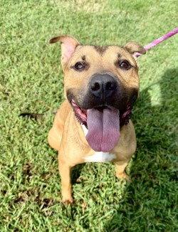 DA 45 Keylo, Adoptable, Adult Male Pit Bull Terrier & Terrier.