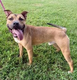 Enlarge DA 45 Keylo, a Adoptable mixed breed in Glen Allen, VA image 2/3