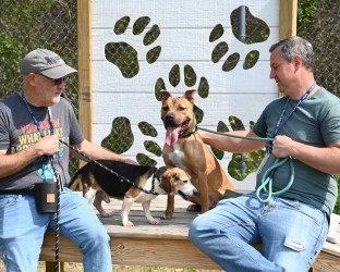 Enlarge DA 45 Keylo, a Adoptable mixed breed in Glen Allen, VA image 3/3