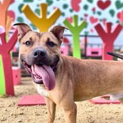 Enlarge DA 45 Keylo, a Adoptable mixed breed in Glen Allen, VA image 2/3