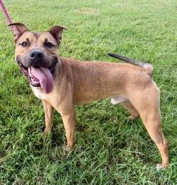 Enlarge DA 45 Keylo, a Adoptable mixed breed in Glen Allen, VA image 3/3
