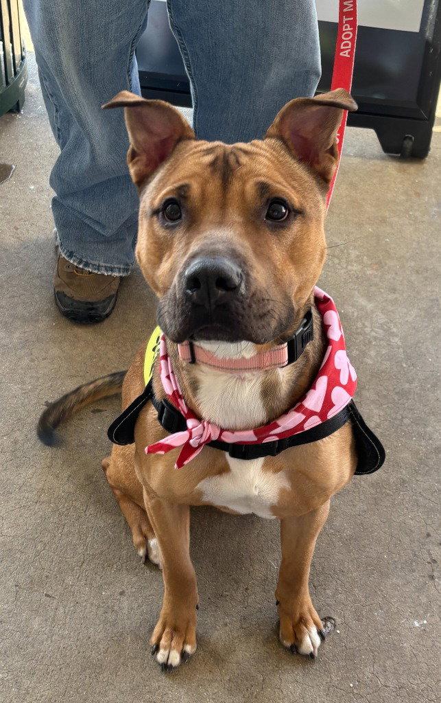 Enlarge DA 45 Keylo, a Adoptable mixed breed in Glen Allen, VA image 3/3