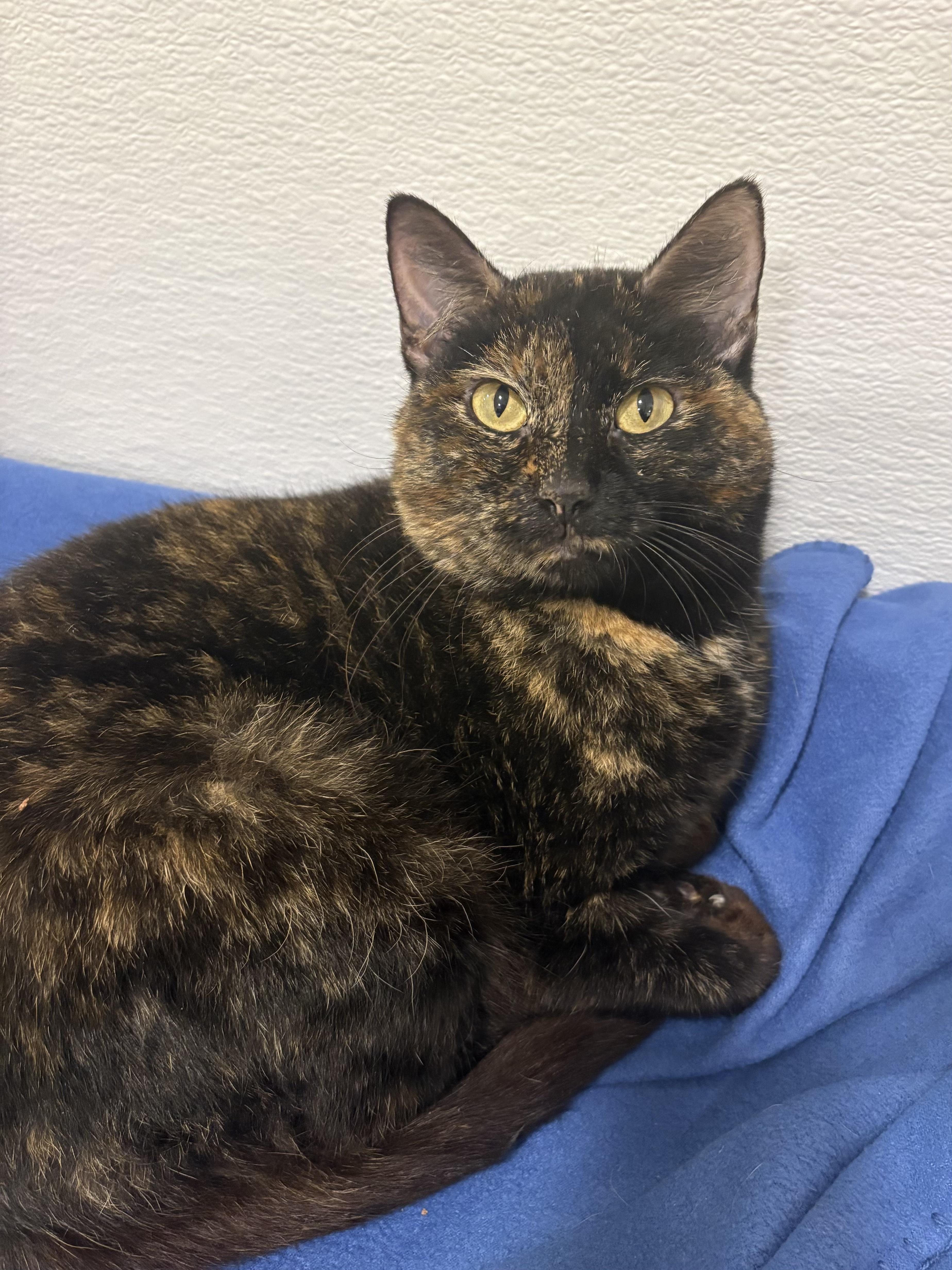 Delilah, Adoptable, Adult Female Domestic Short Hair.