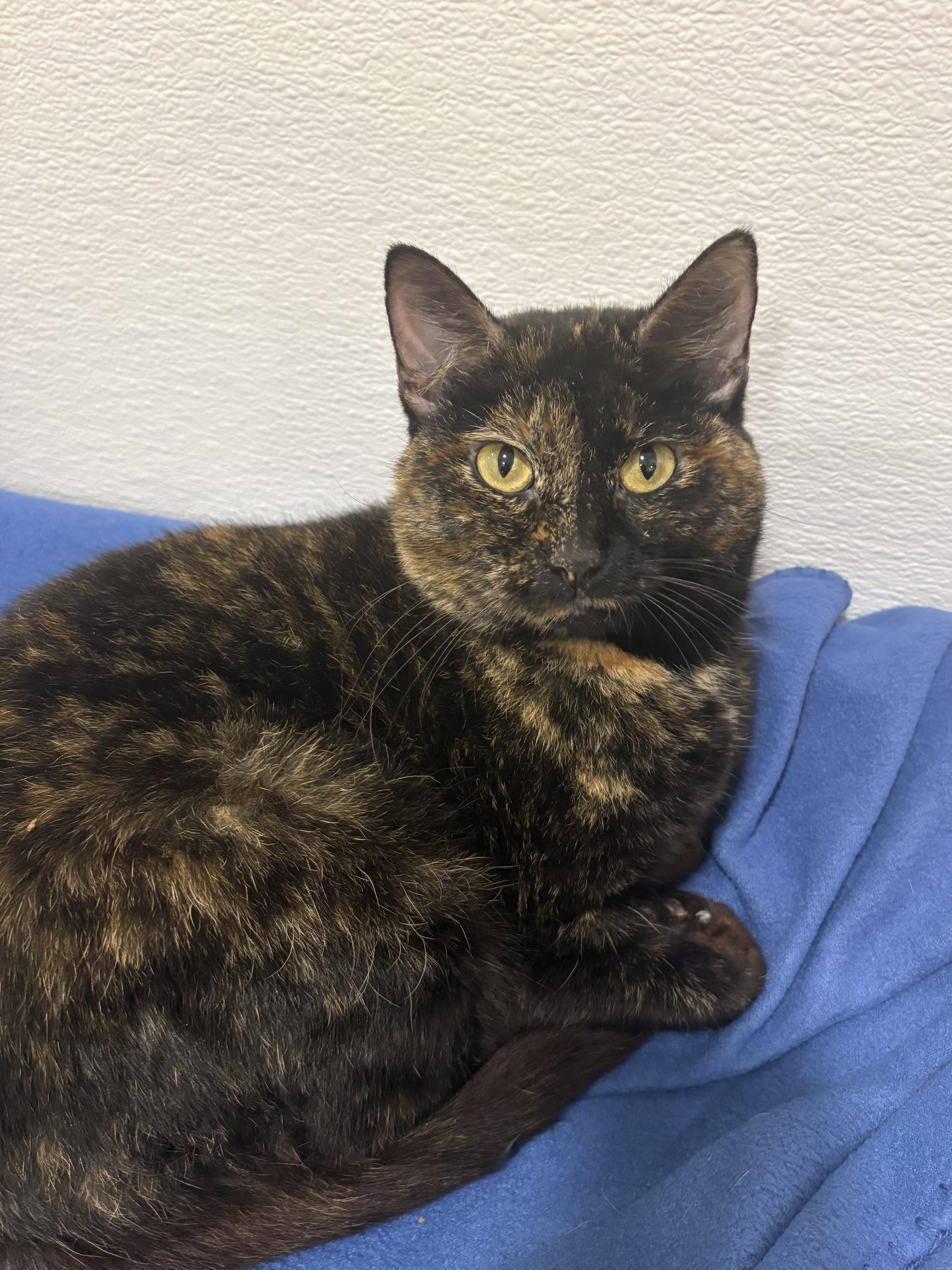 Enlarge Delilah, a Adoptable Domestic Short Hair in Chicago, IL image 2/2