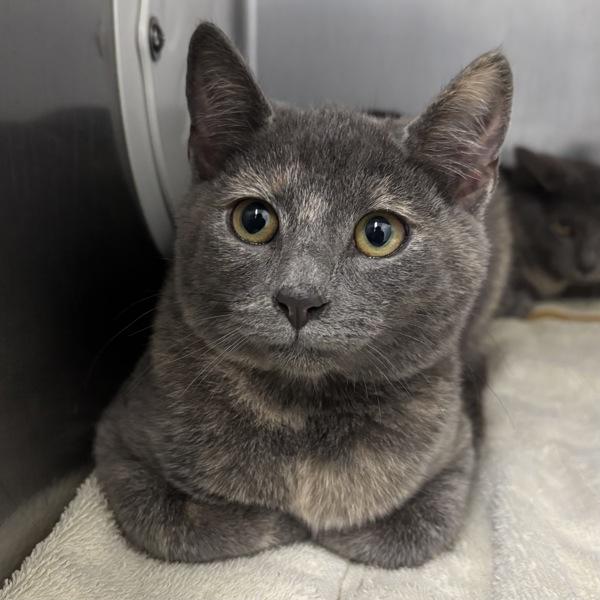 Musa, Adoptable, Kitten Female Domestic Short Hair.