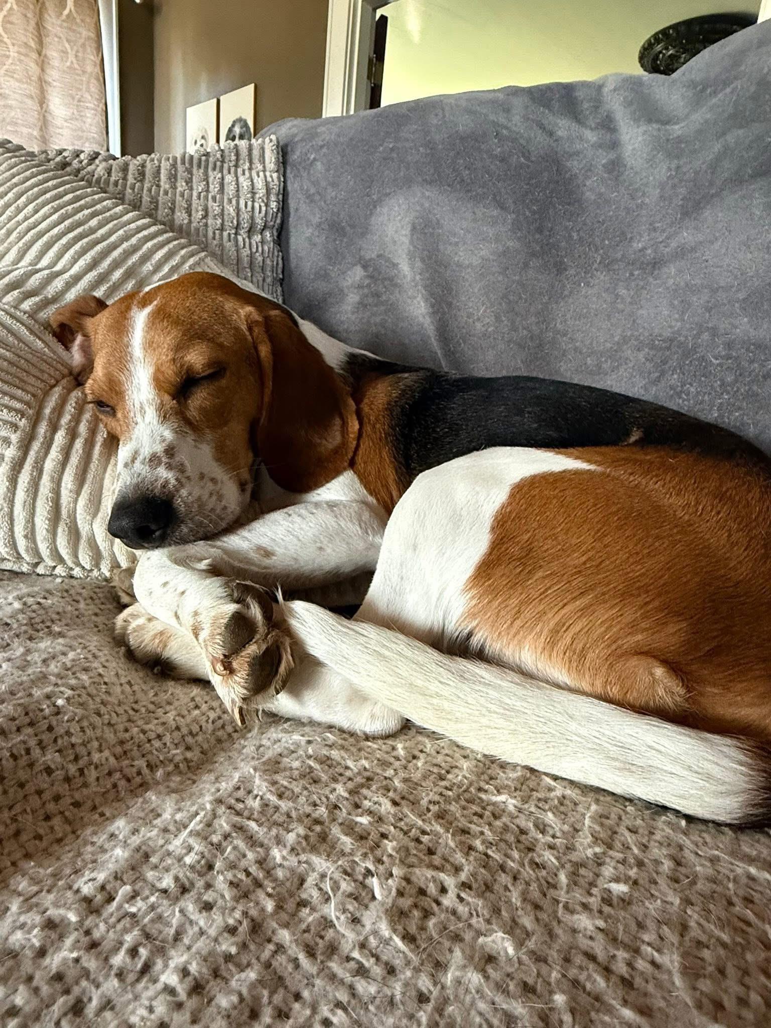 Maverick, an adoptable Beagle in Spring Hill, TN, 37174 | Photo Image 2