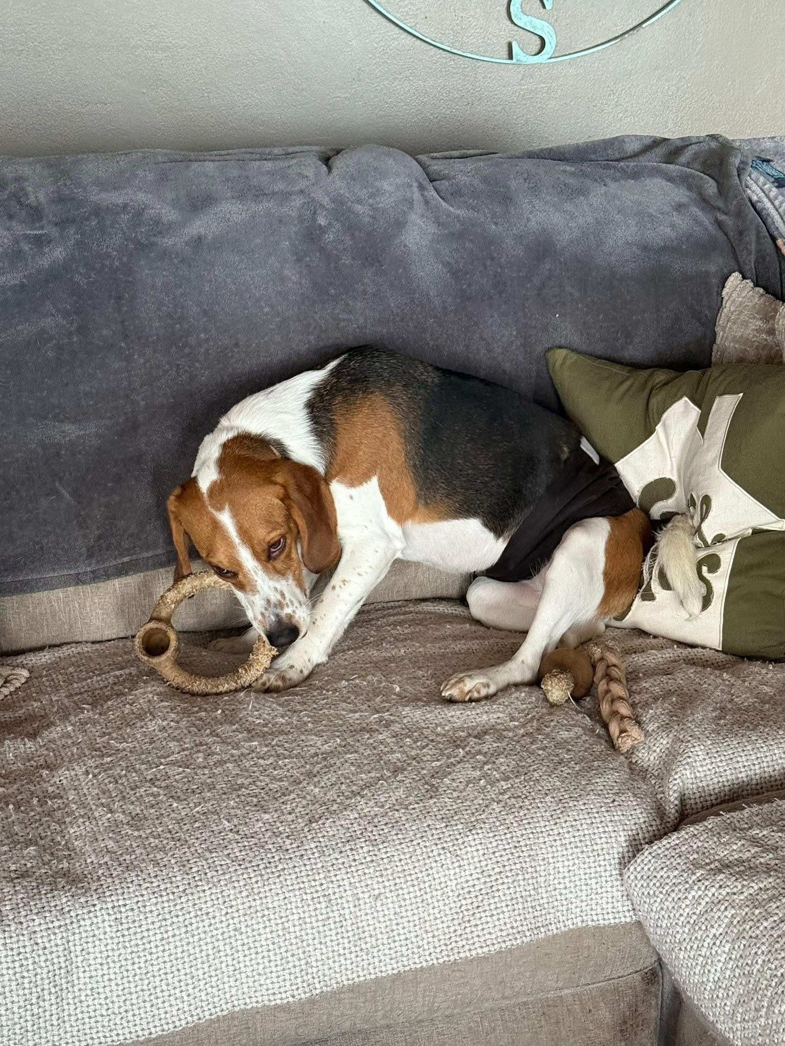 Maverick, an adoptable Beagle in Spring Hill, TN, 37174 | Photo Image 4