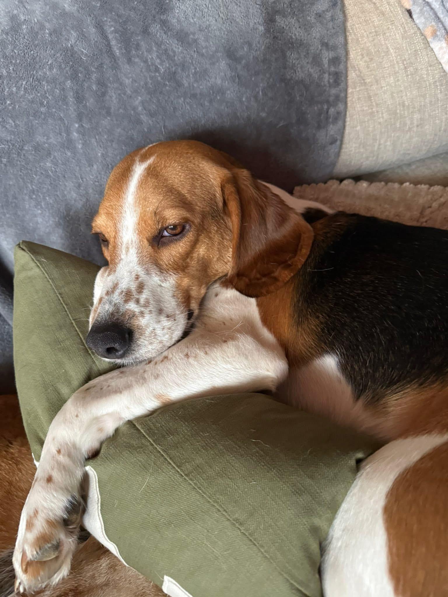 Maverick, an adoptable Beagle in Spring Hill, TN, 37174 | Photo Image 1