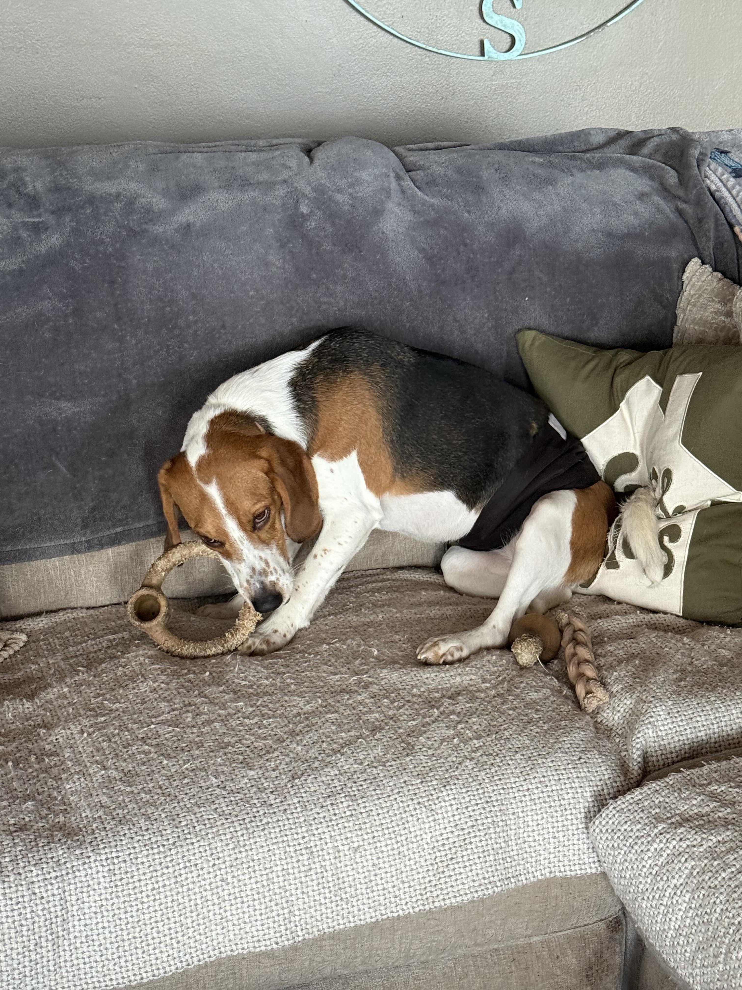 Maverick, an adoptable Beagle in Spring Hill, TN, 37174 | Photo Image 2