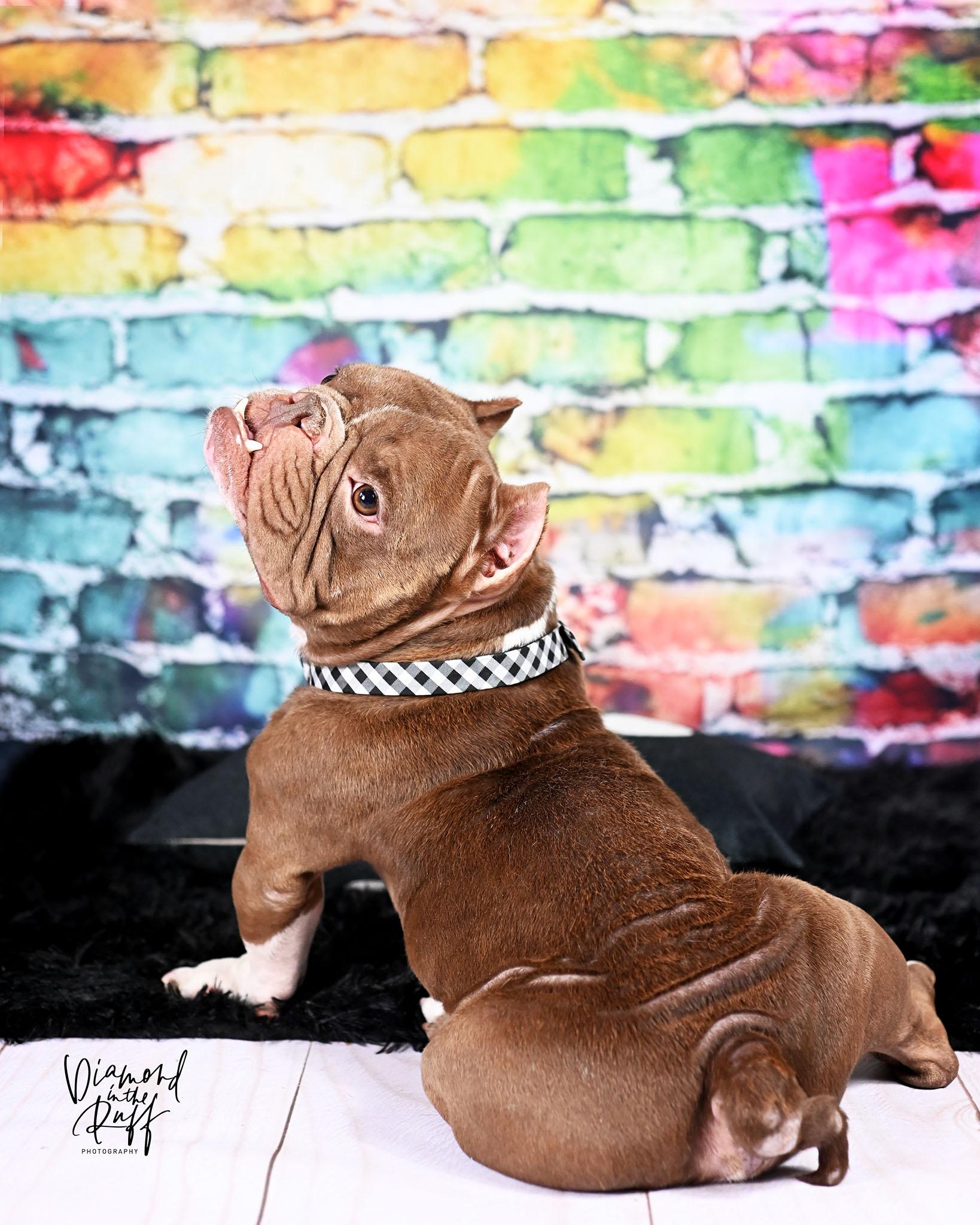 Toad, a ADOPTABLE mixed breed in New Port Richey, FL image 3/5