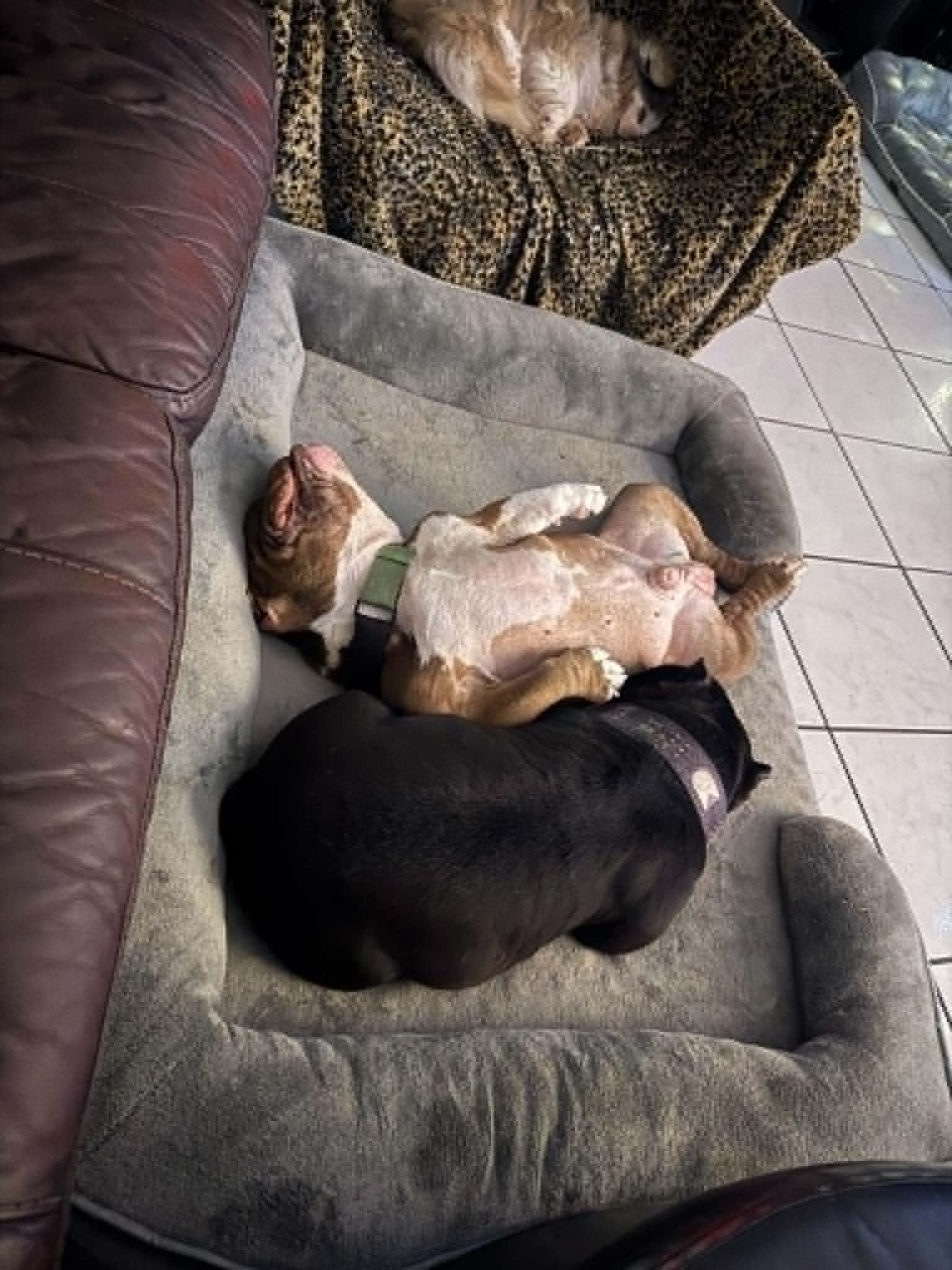 Toad, a ADOPTABLE mixed breed in New Port Richey, FL image 2/5