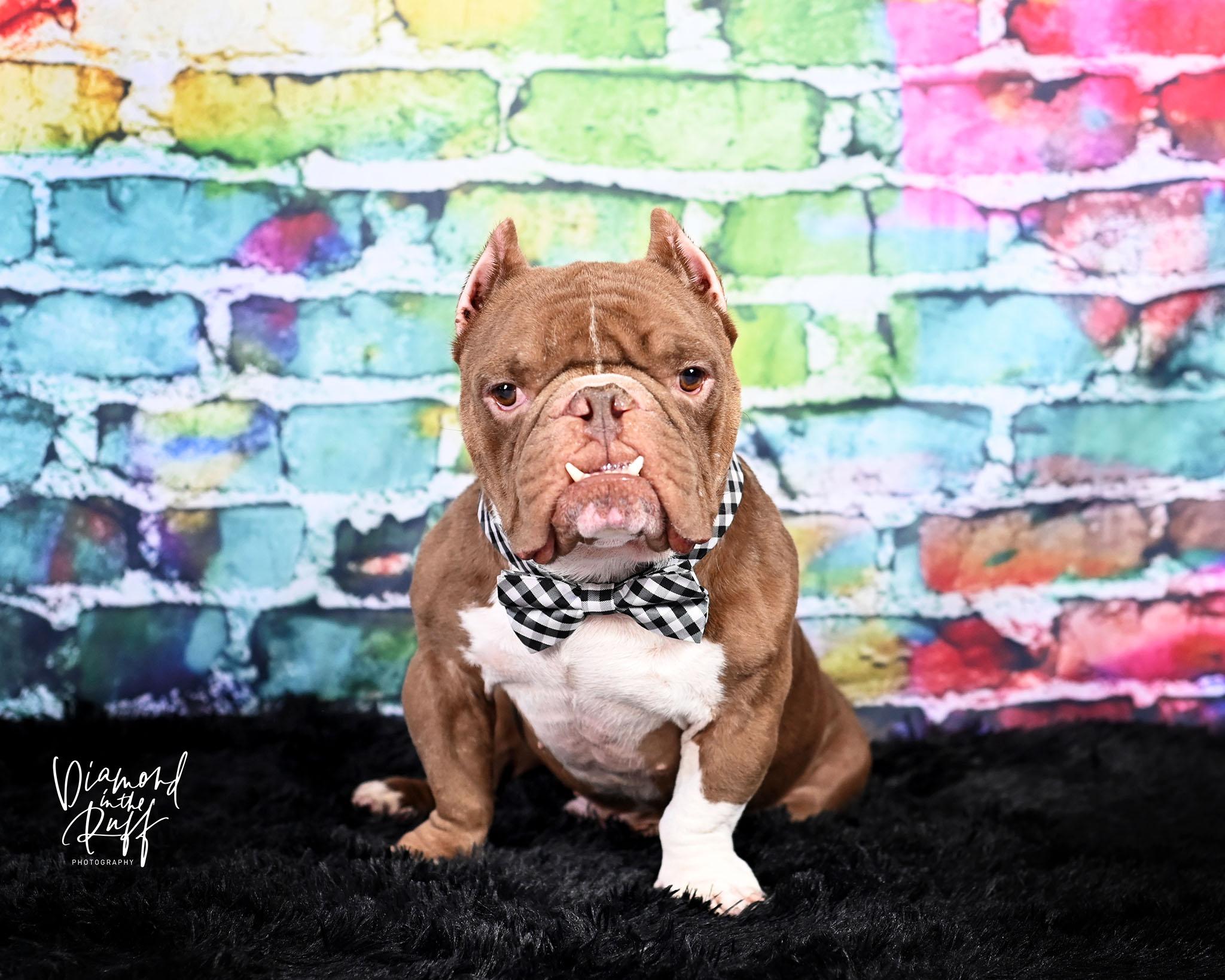 Toad, a ADOPTABLE mixed breed in New Port Richey, FL image 5/5