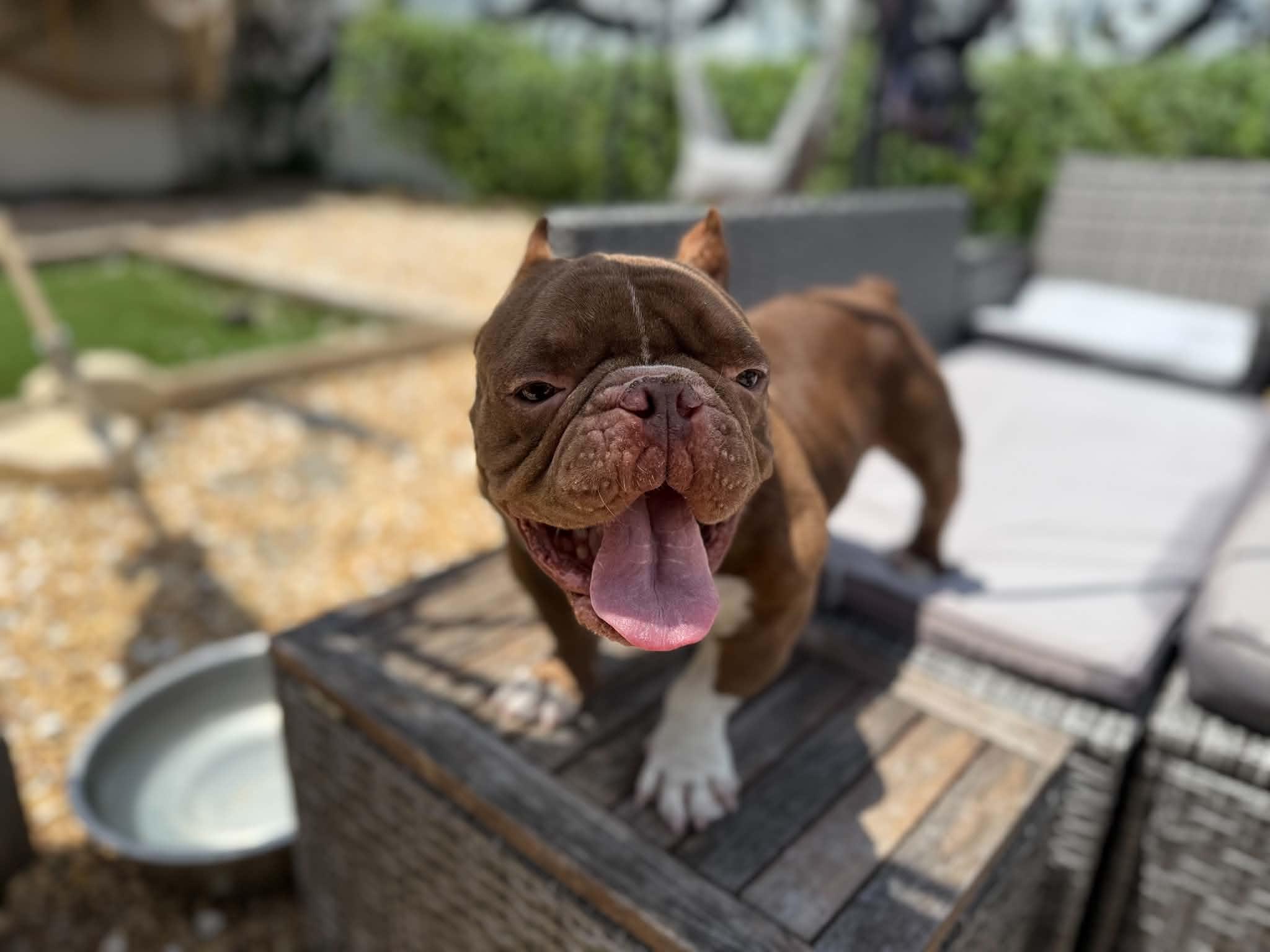 Toad, a ADOPTABLE mixed breed in New Port Richey, FL image 4/5