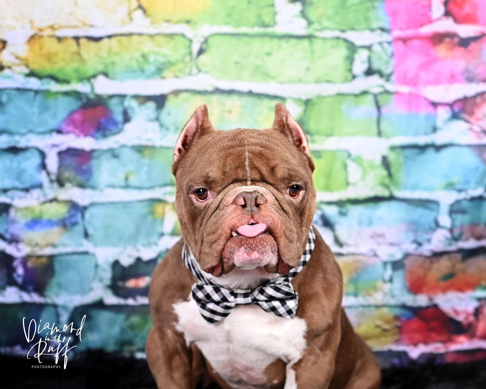 Toad, ADOPTABLE, Young Male Pit Bull Terrier & American Bully.