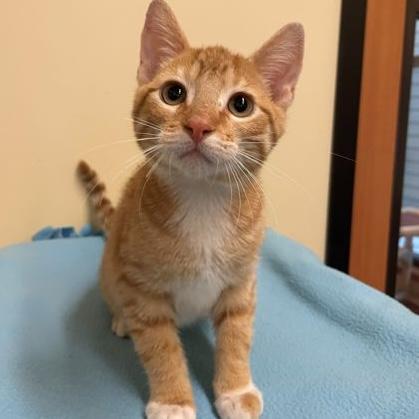 Enlarge Max, an adopted Domestic Short Hair in Rochester, MN image 3/3