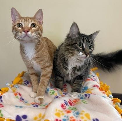 Enlarge Max, an adopted Domestic Short Hair in Rochester, MN image 2/3