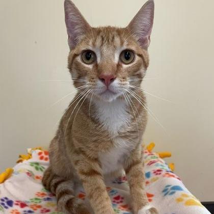 Max, adopted, Young Male Domestic Short Hair.