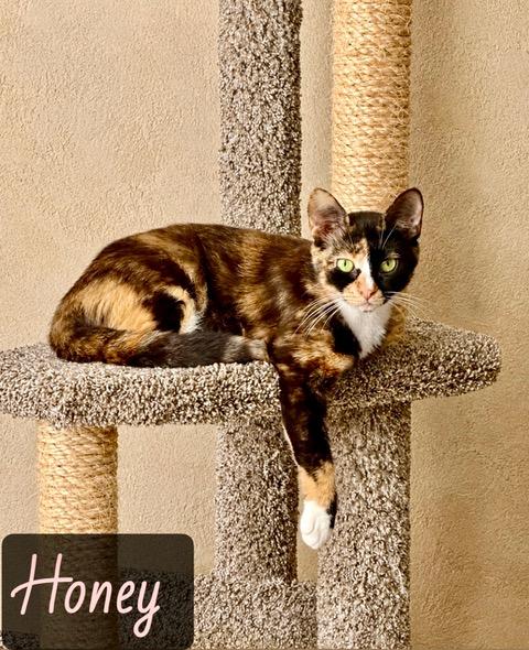 Honey, adopted, Adult Female Domestic Short Hair.