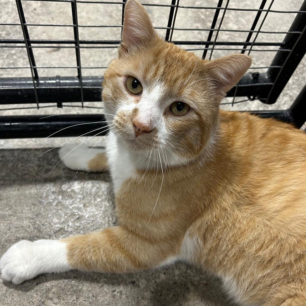 Enlarge Scar, a Adoptable Domestic Medium Hair in Tipton, IA image 1/2